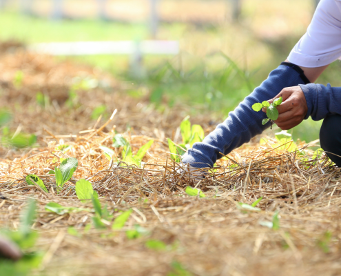 food security victoria